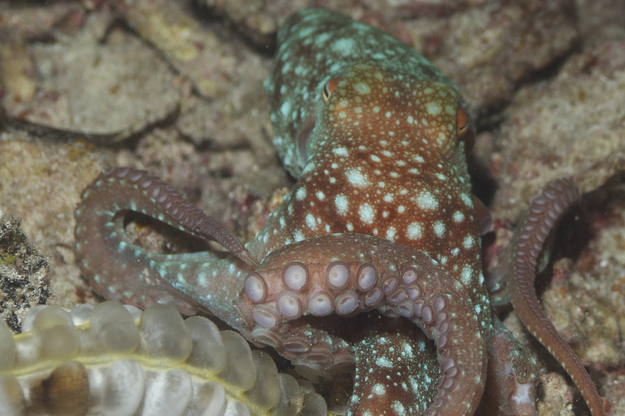 Image of an octopus against a rock